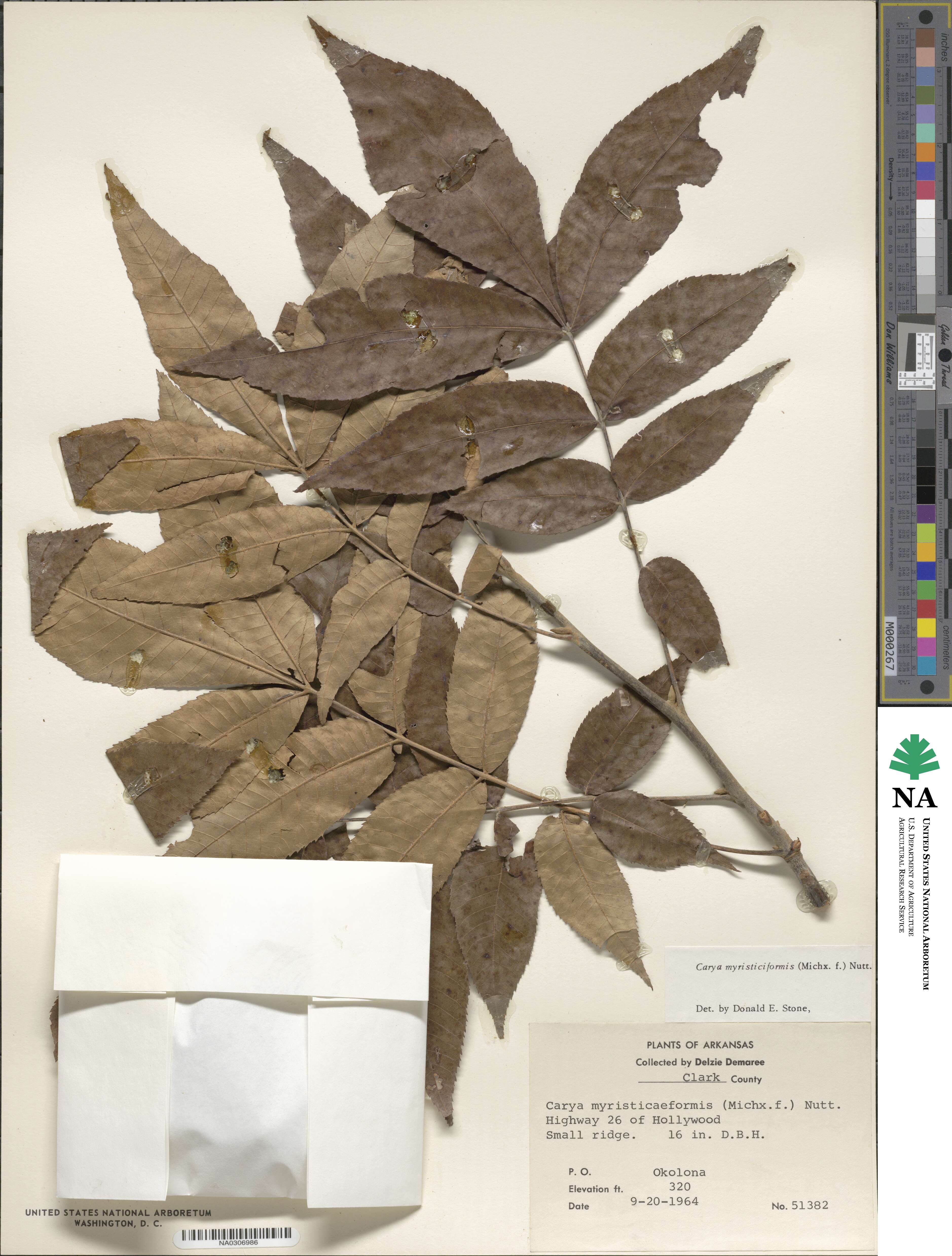 Carya myristiciformis image