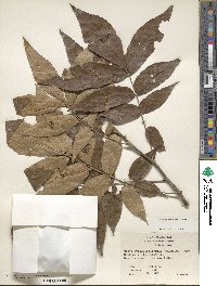 Carya myristiciformis image