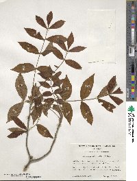 Carya myristiciformis image