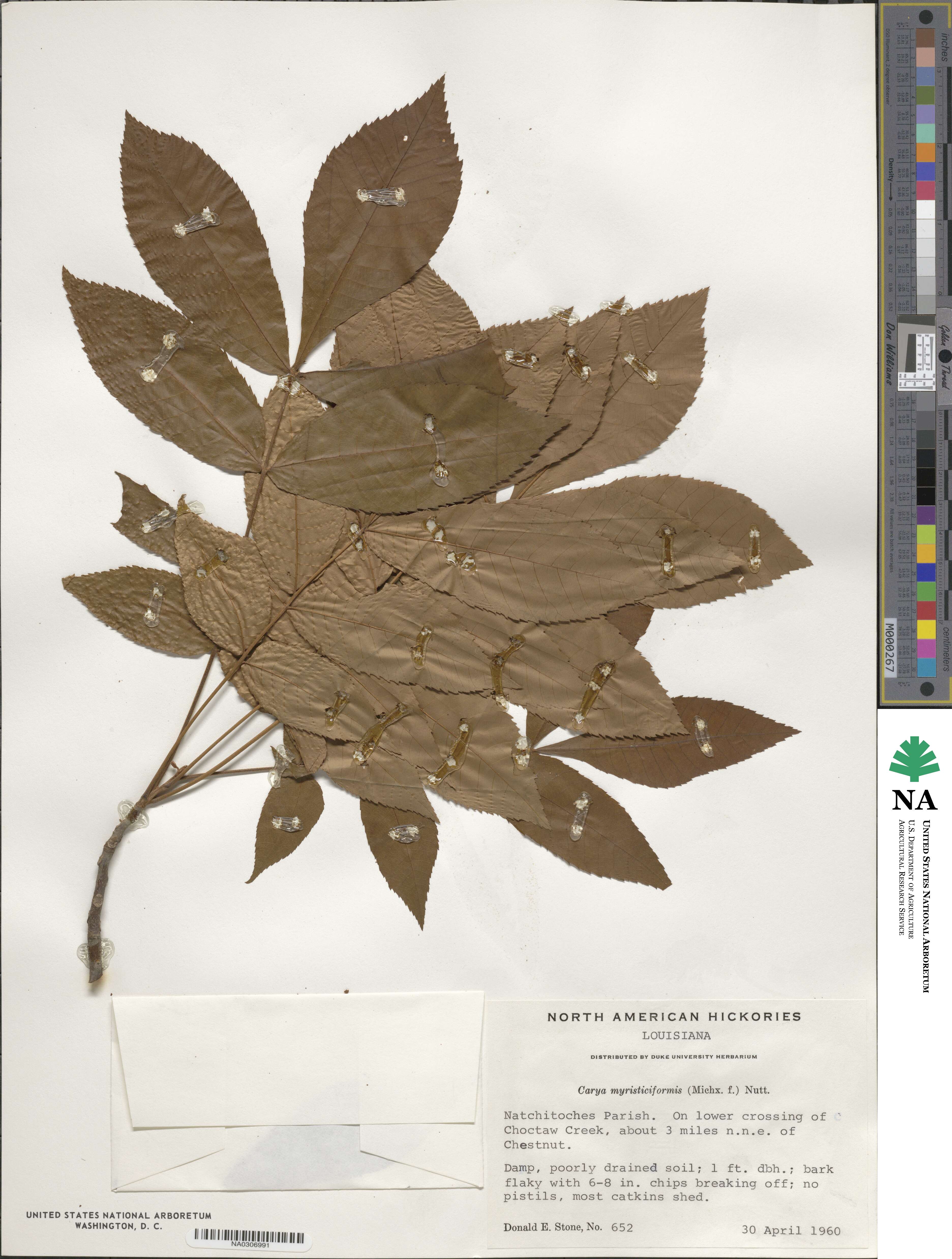 Carya myristiciformis image