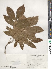 Carya myristiciformis image