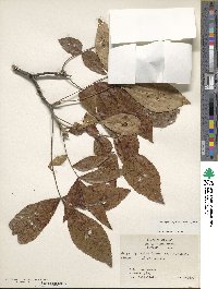 Carya myristiciformis image