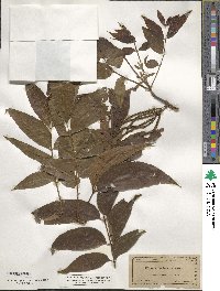 Carya illinoinensis image