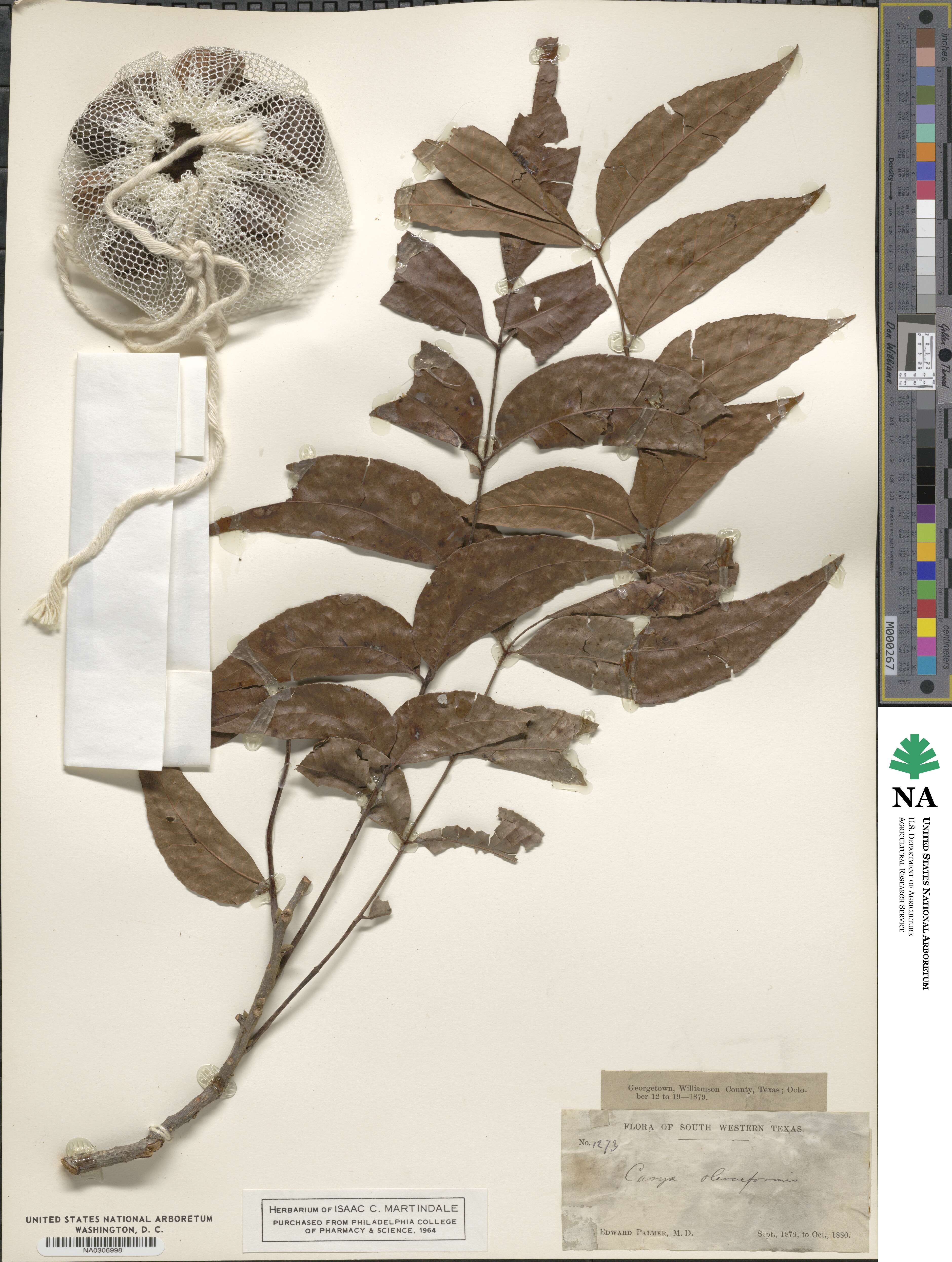 Carya illinoinensis image