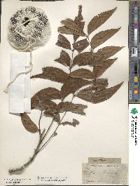 Carya illinoinensis image