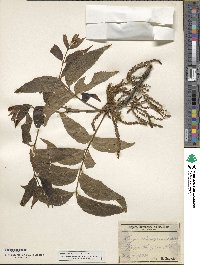 Carya illinoinensis image