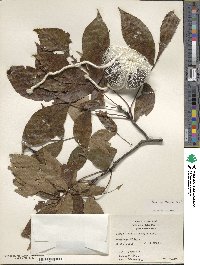 Carya ovalis image