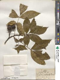 Carya glabra image