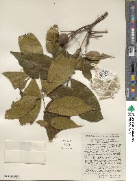 Carya glabra image