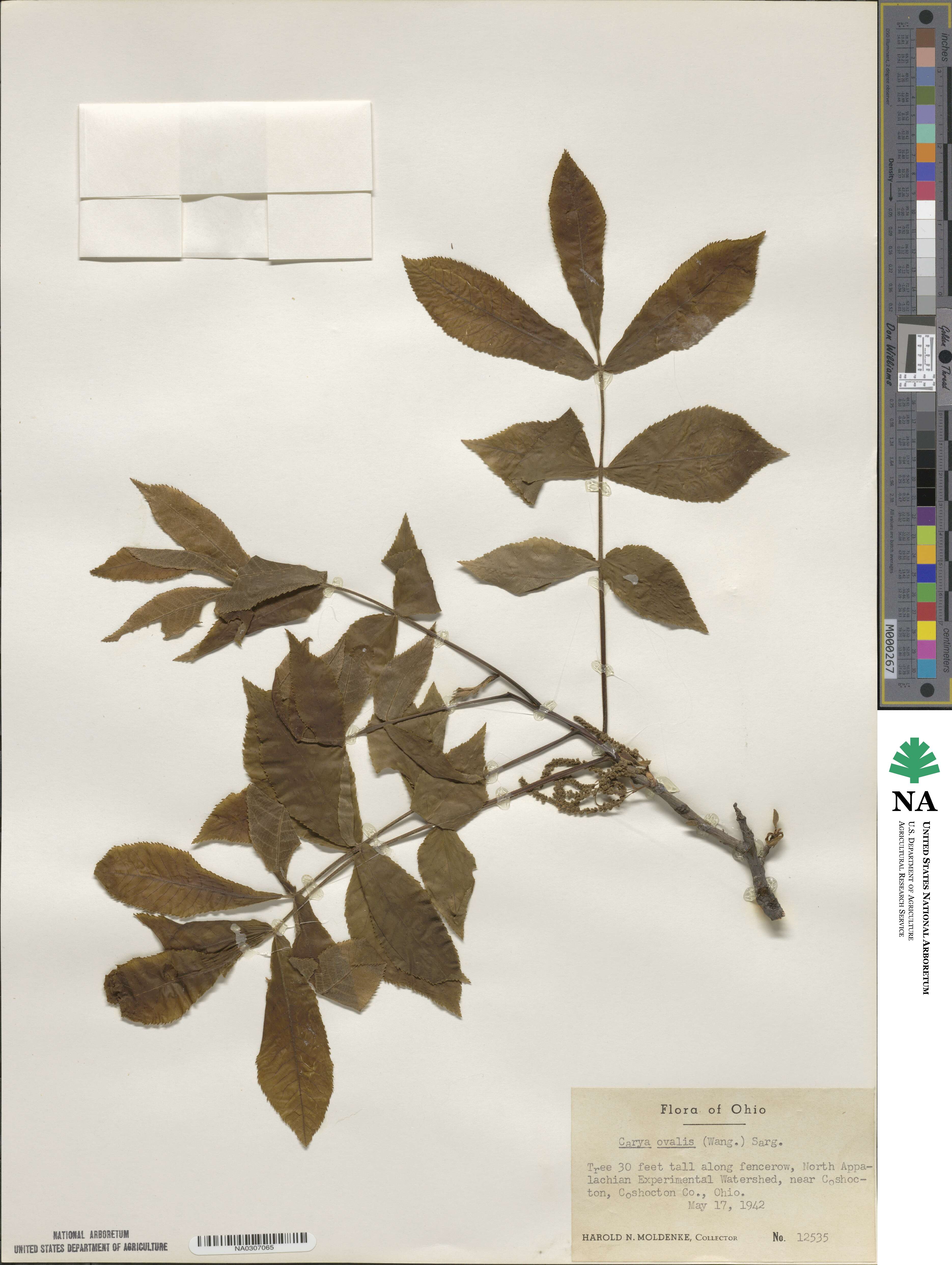 Carya glabra image