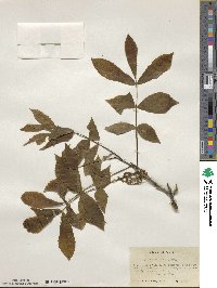 Carya glabra image