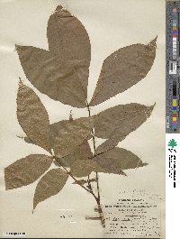 Carya glabra image