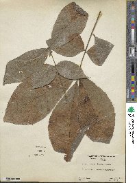 Carya glabra image