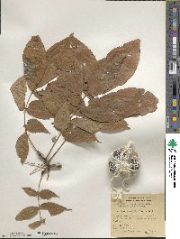 Carya glabra image