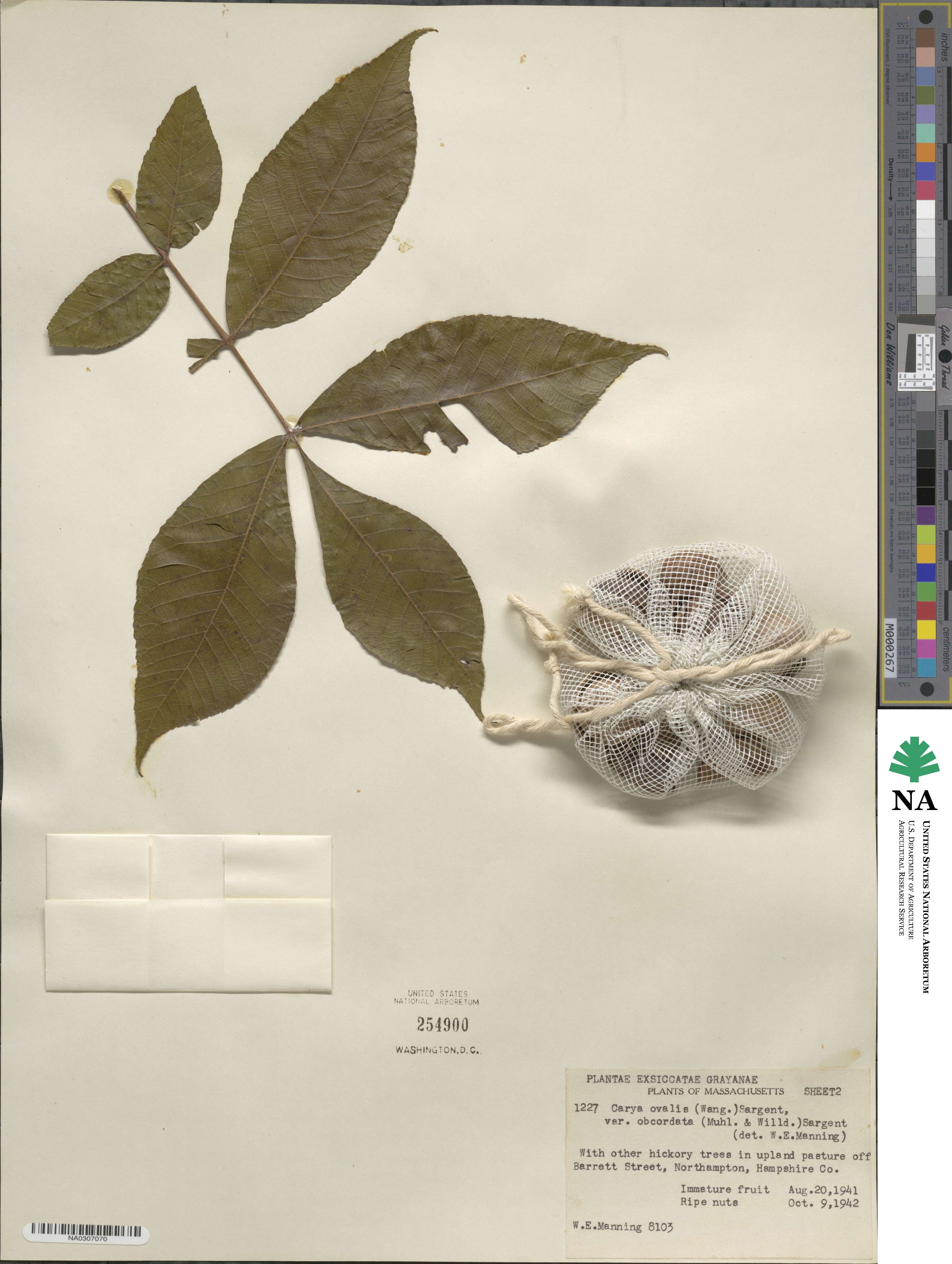 Carya glabra image