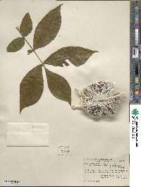 Carya glabra image