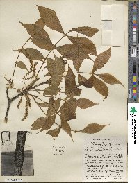 Carya glabra image