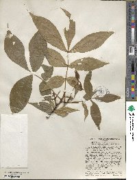 Carya glabra image