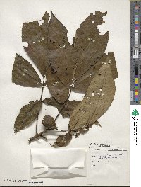 Carya ovata image