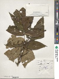 Carya ovata image