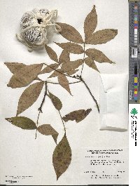 Carya ovata image