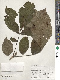 Carya ovata image