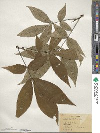 Carya ovata image