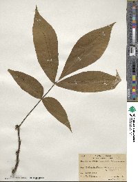 Carya ovata image