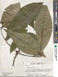 Carya ovata image