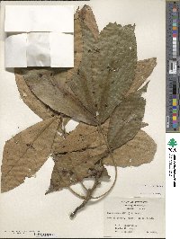 Carya ovata image