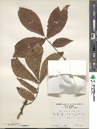 Carya ovata image