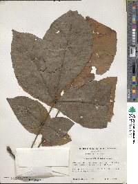 Carya ovata image