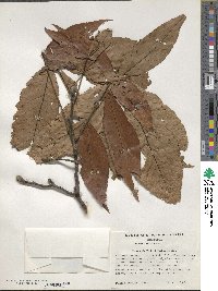 Carya ovata image