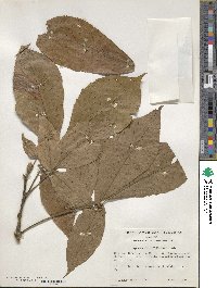 Carya ovata image