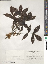 Carya ovata image