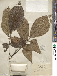 Carya ovata image