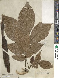 Carya ovata image