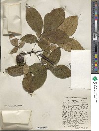 Carya ovata image