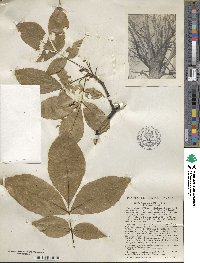 Carya ovata image