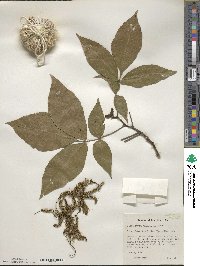 Carya ovata image