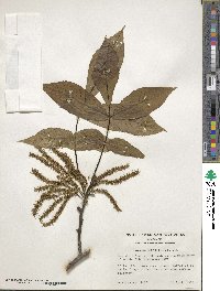 Carya ovata image