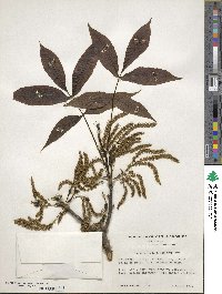 Carya ovata image