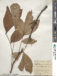 Carya ovata image