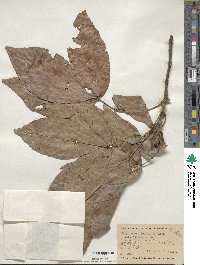 Carya ovata image