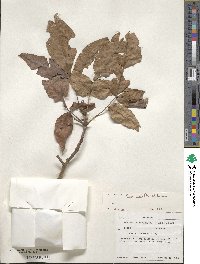 Carya ovata image