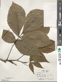 Carya ovata image