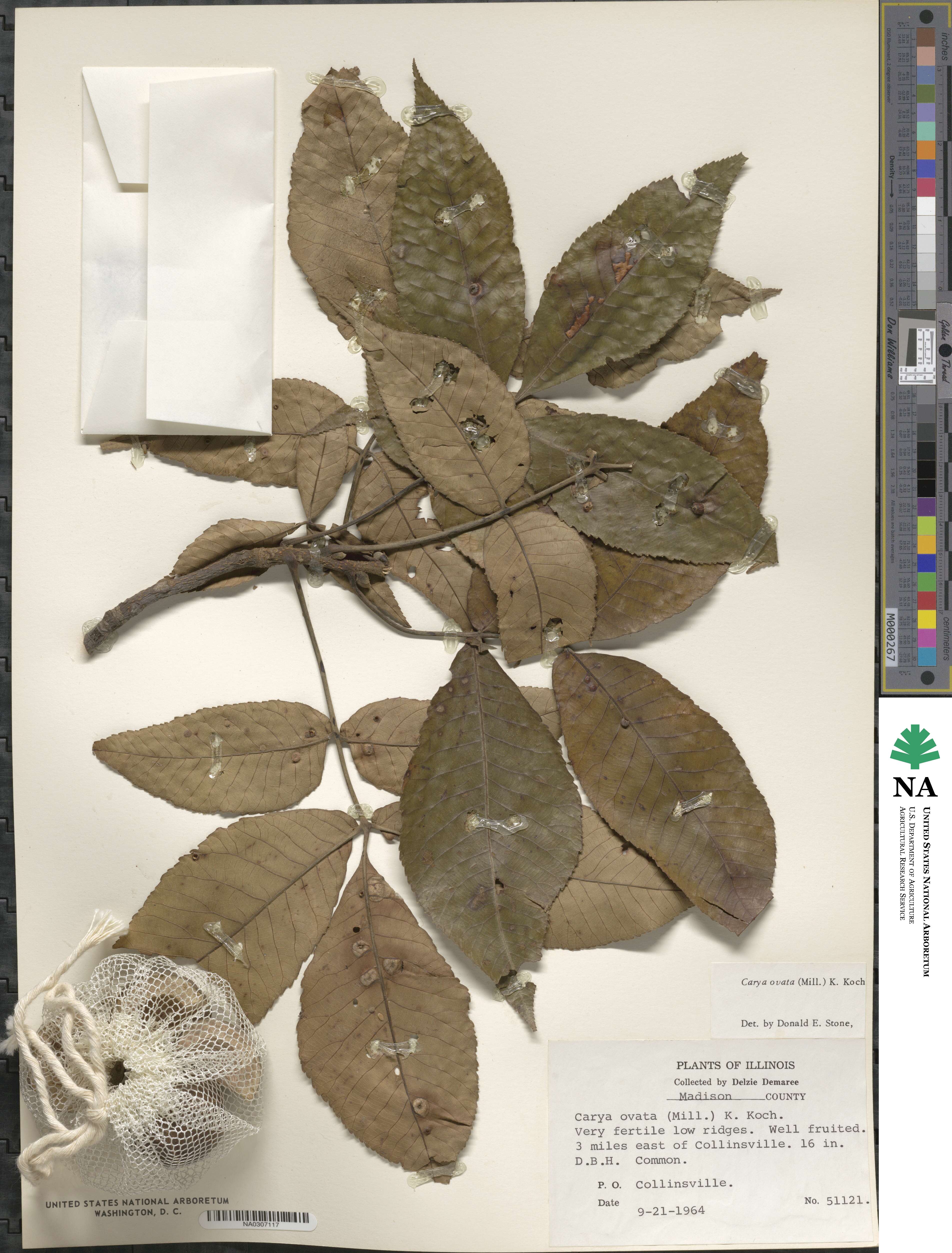 Carya ovata image