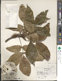 Carya ovata image