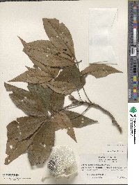 Carya ovata image