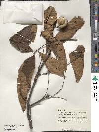 Carya ovata image